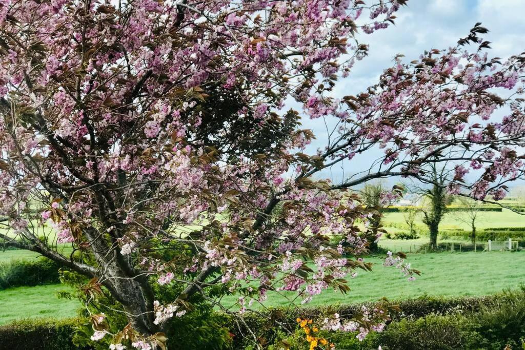 Eden Cottage Lisburn Bagian luar foto